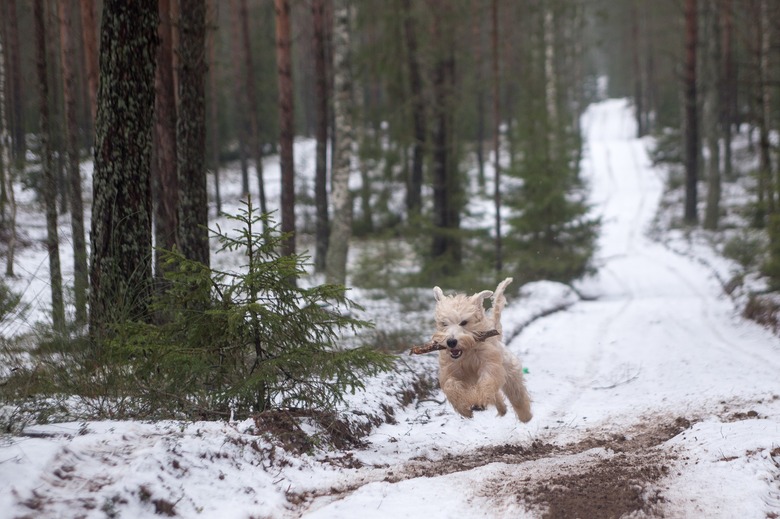 Dog running in snow