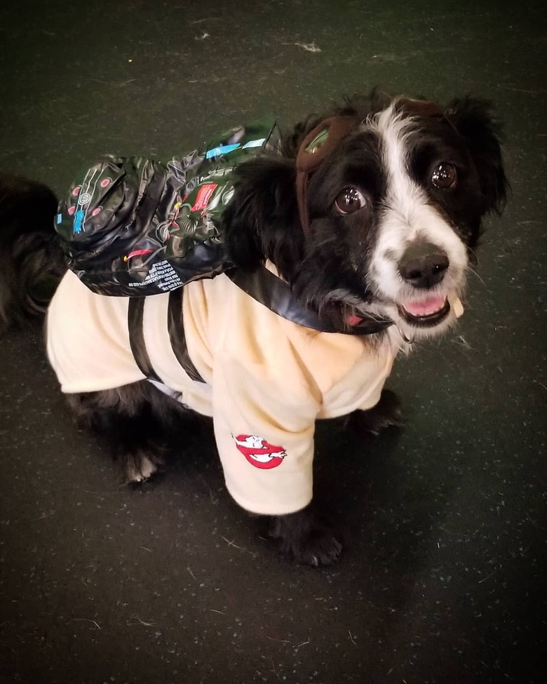 Sci-fi names for male and female dogs