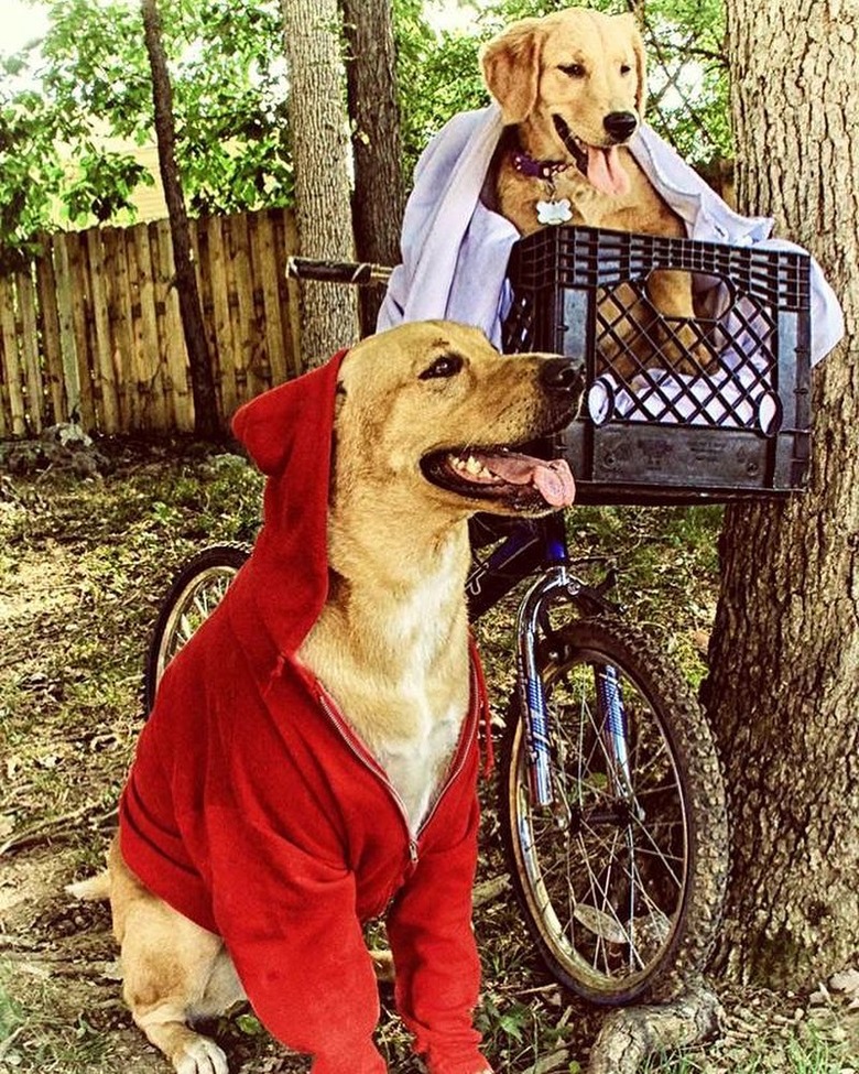 Sci-fi names for male and female dogs