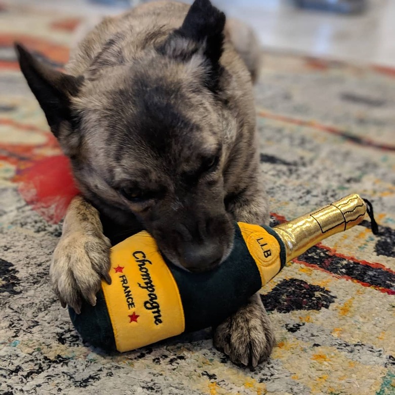 112 alcohol-inspired dog names