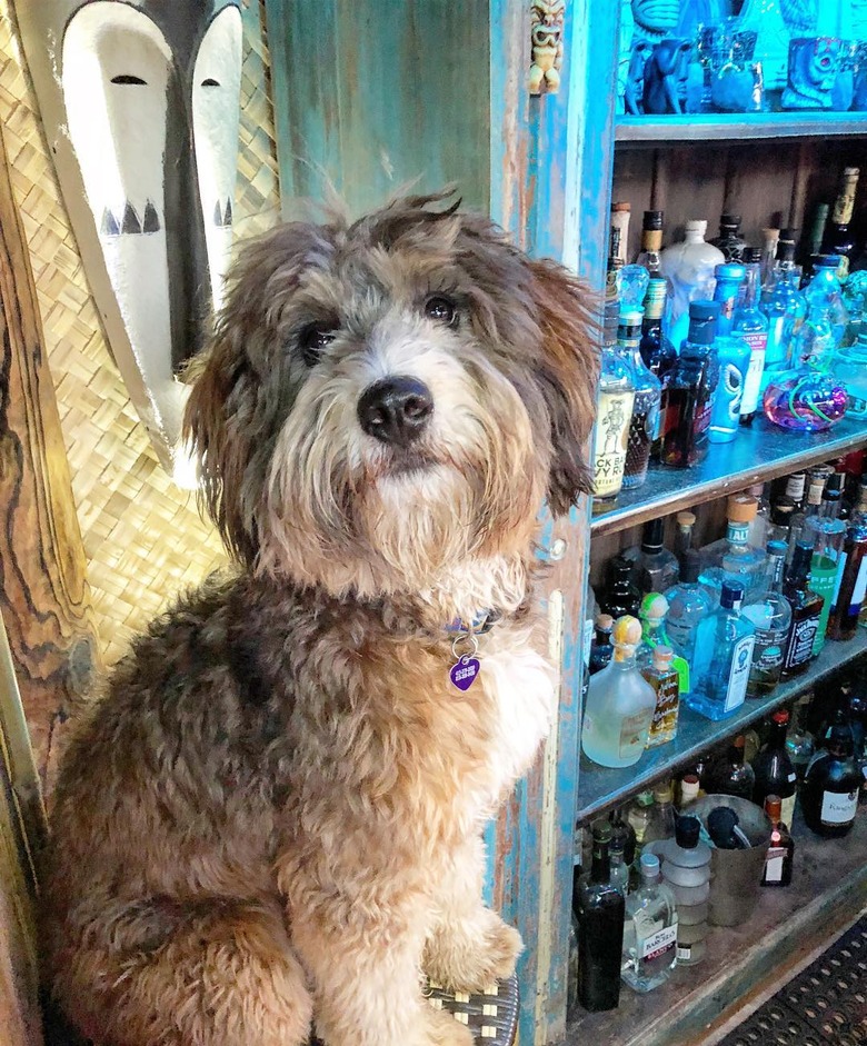 112 alcohol-inspired dog names