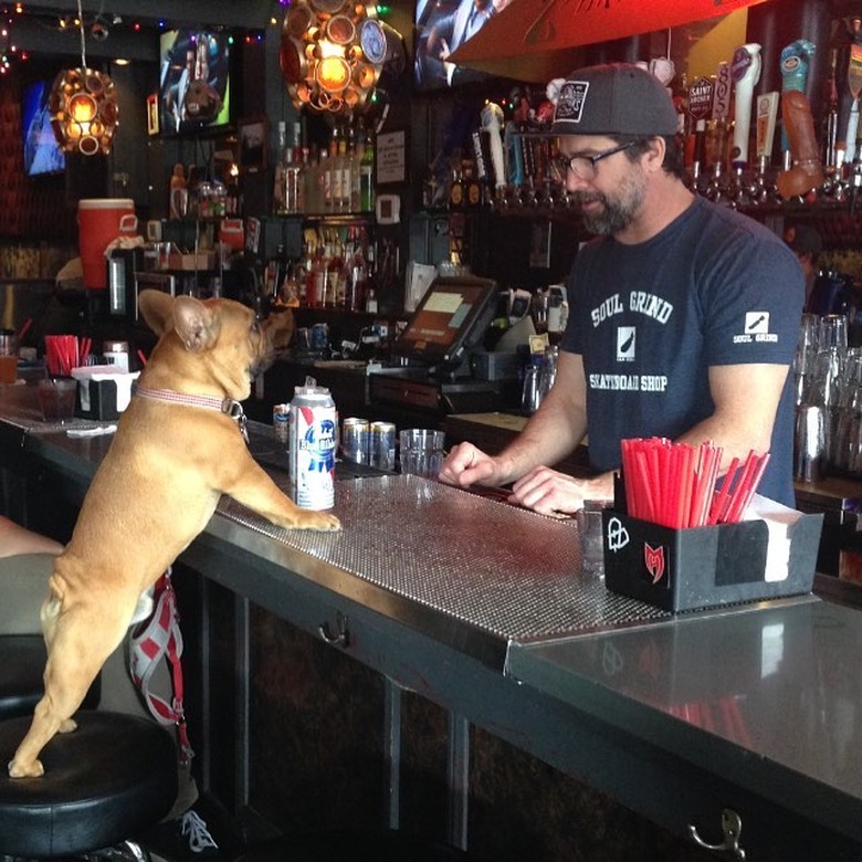 112 alcohol-inspired dog names