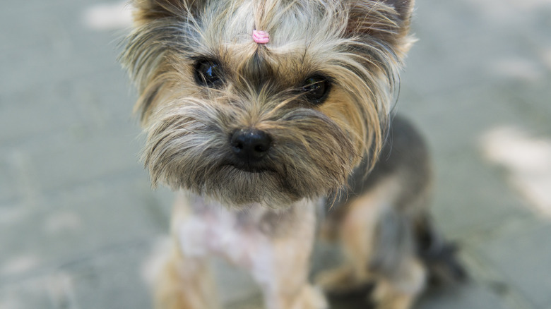Close up funny puppy Yorkshire Terrier in the on a sidewalk in a park looking in a camera.
