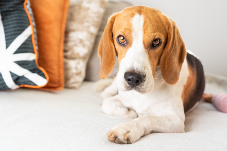 Beagle dog tired on a cozy sofa