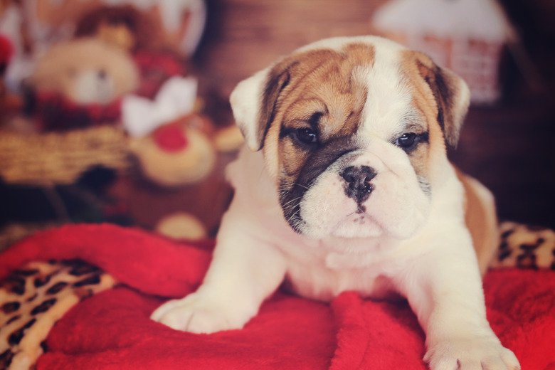 english bulldog puppy christmas