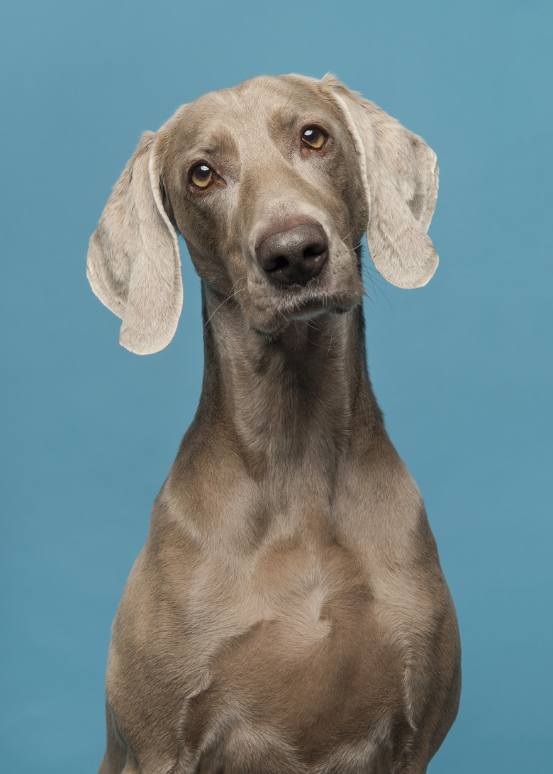 Portrait of a proud weimaraner dog on a blue background