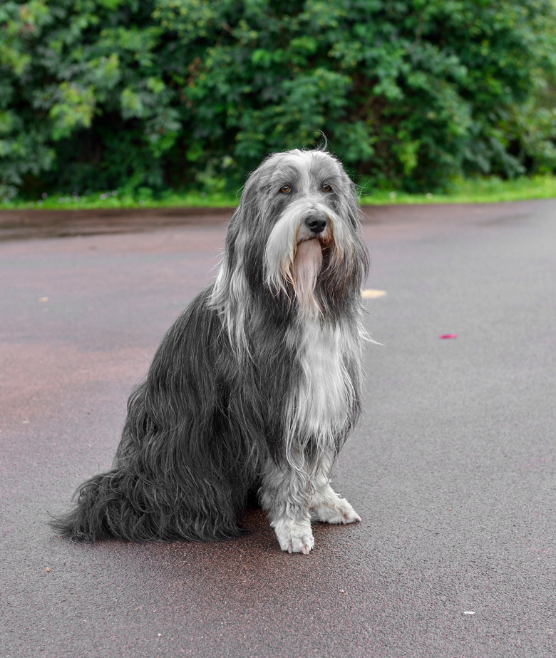 Bearded Collie