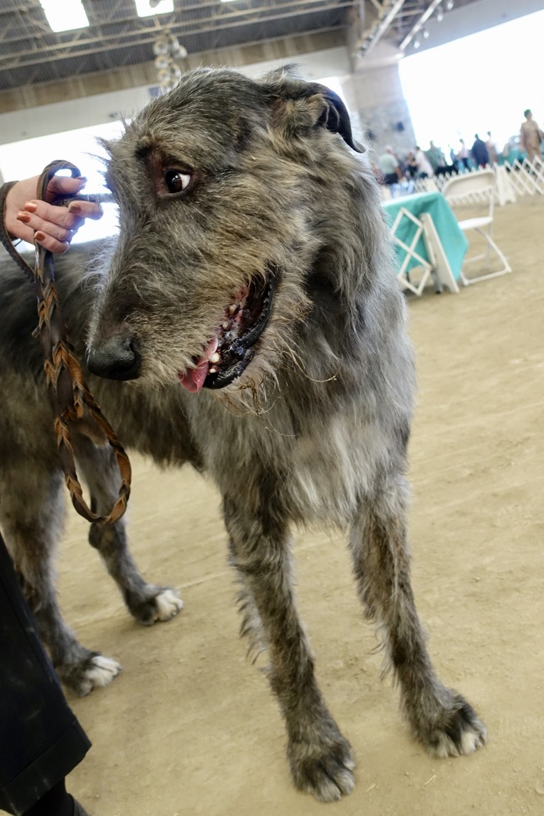 Irish Wolfhound Dog