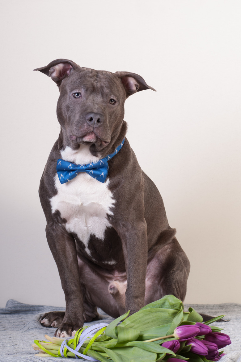 Staffordshire terrier potrait at studio