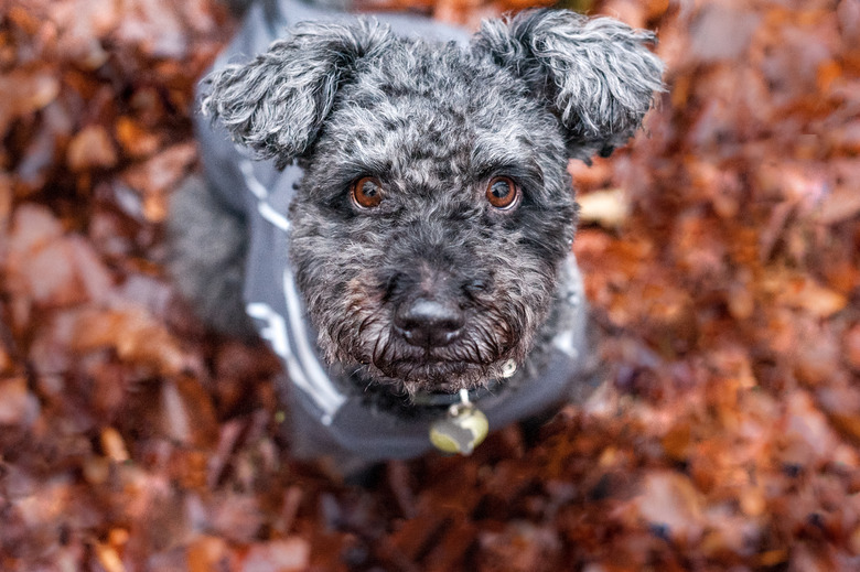 Hungarian sheepdog Pumi