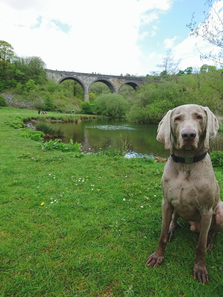 Portrait Of Dog Sitting On Grassy Field