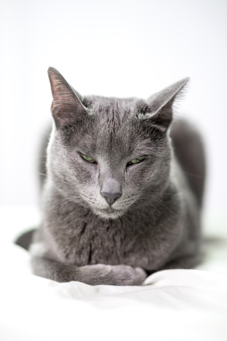 Russian blue cat resting on bed