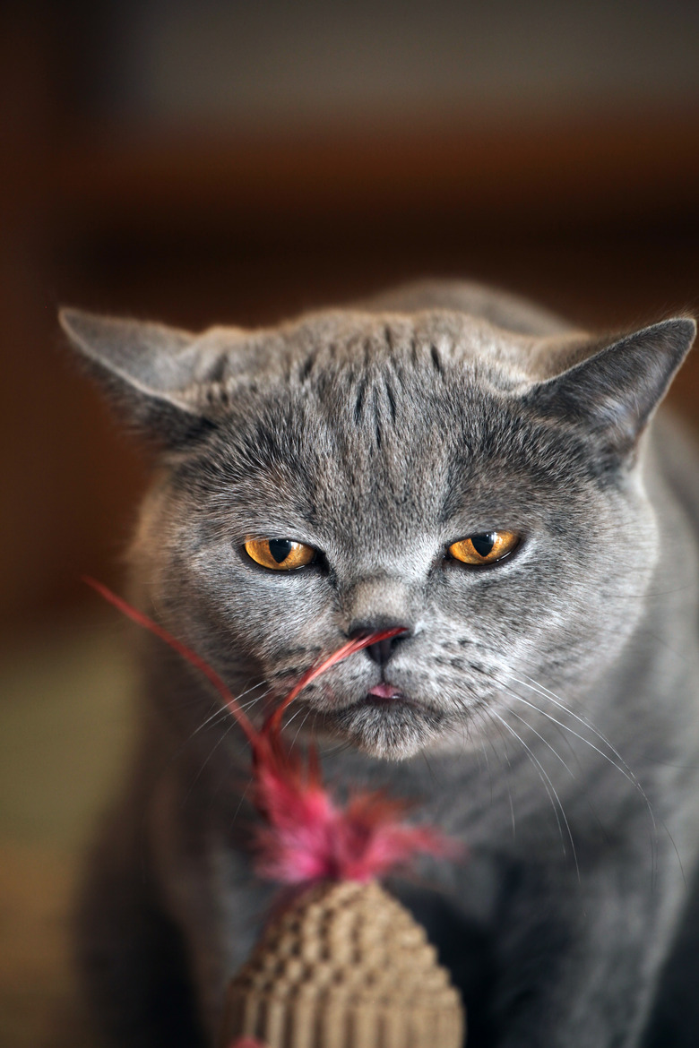 Cat red feather home interior