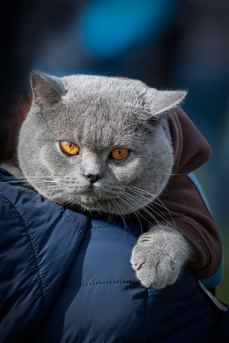 British Shorthair cat in blue