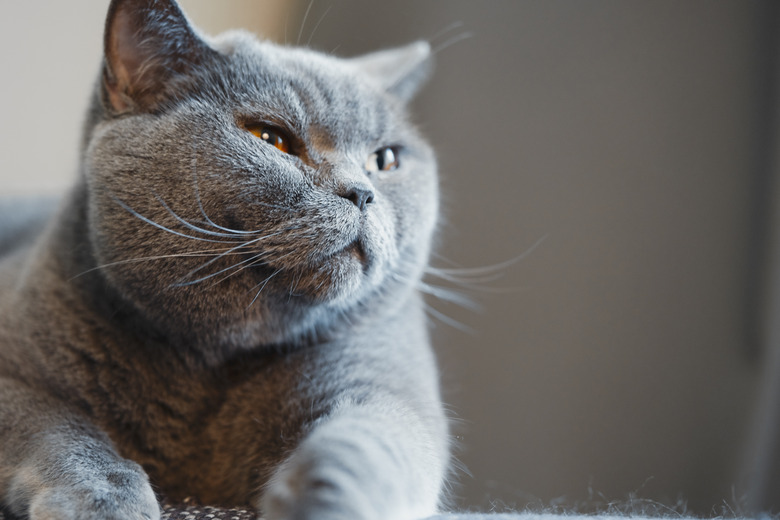 British discontented cute cat. Concept of comfort and cozy winter time.