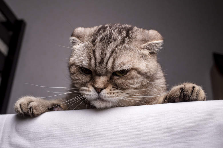 Thoroughbred dissatisfied cat Scottish Fold is on the table and evil looks.