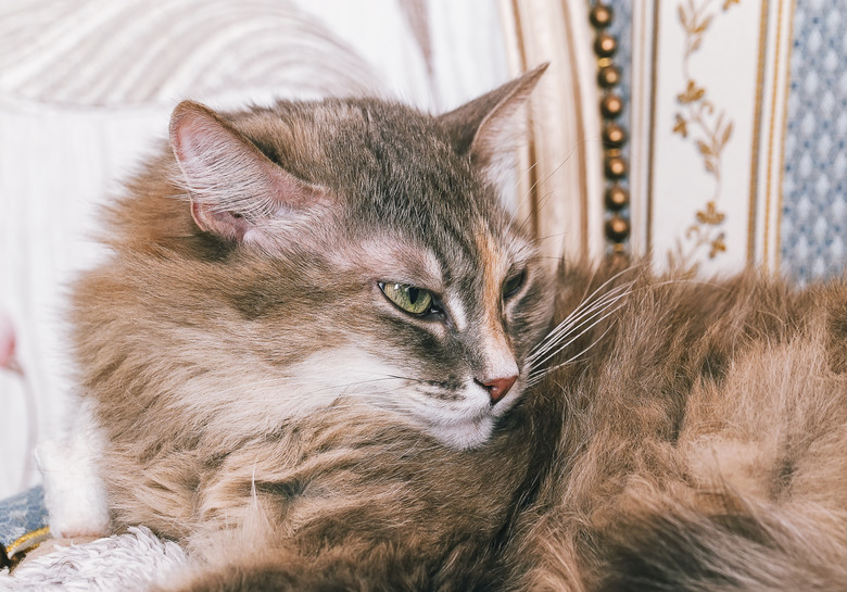 Gray long hair domestic cat on the couch