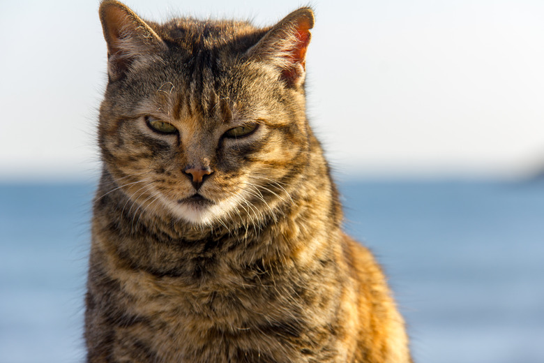 A stray cat at the port