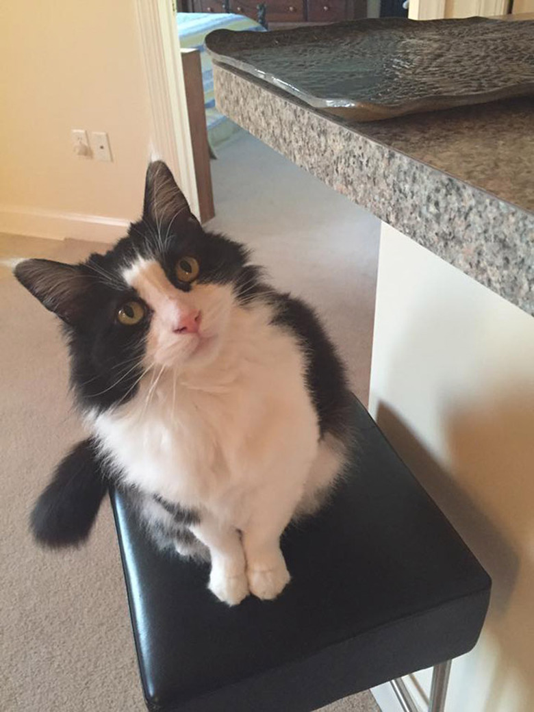 Sienna the 13-year-old cat