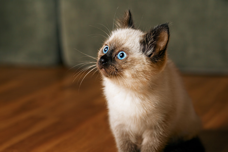 Kitty cat with blue eyes