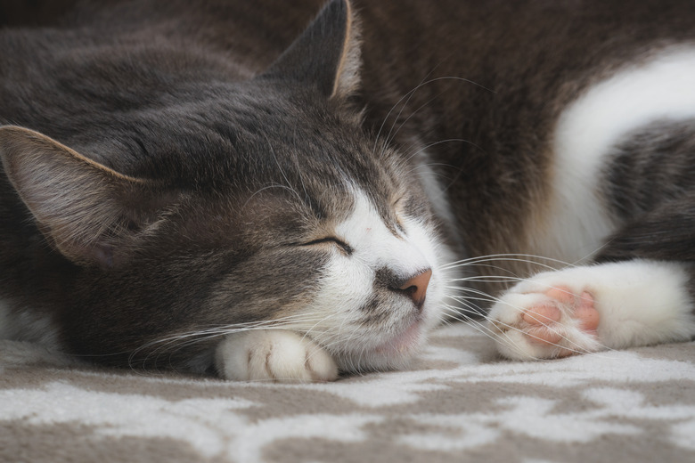 Grey well-groomed cat is sleeping sweetly on the sofa. Close-up portrait of a happy pet.