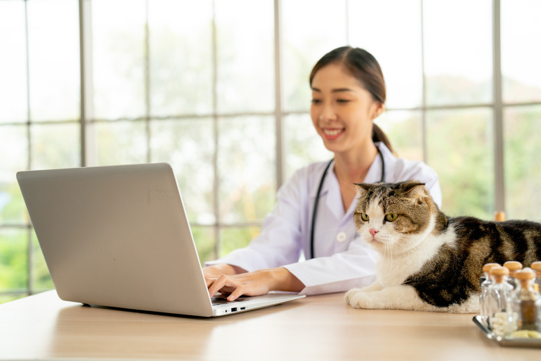 Front and side view veterinary woman is working with laptop about telemedicine in the office near cat lie on table