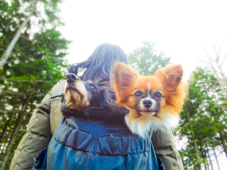 Asian women and dogs in the outdoors