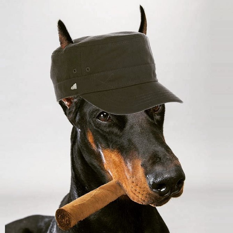 124 Punny Names For Your Newly Adopted Dog