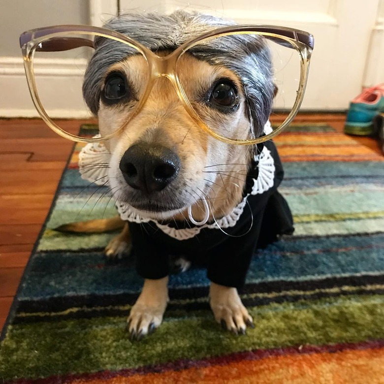 124 Punny Names For Your Newly Adopted Dog