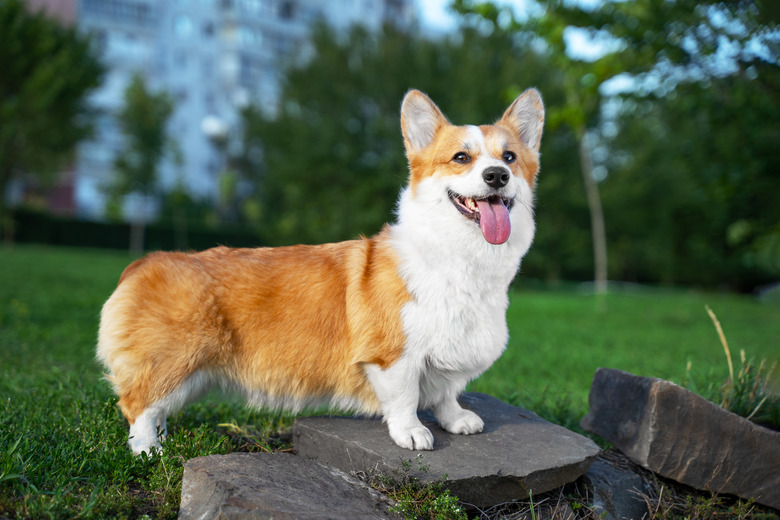 portrait happy and active purebred Welsh Corgi dog outdoors in the park on a sunny summer day.