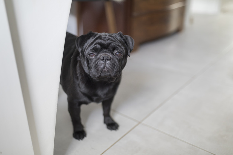 A black pug dog looking towards the camera