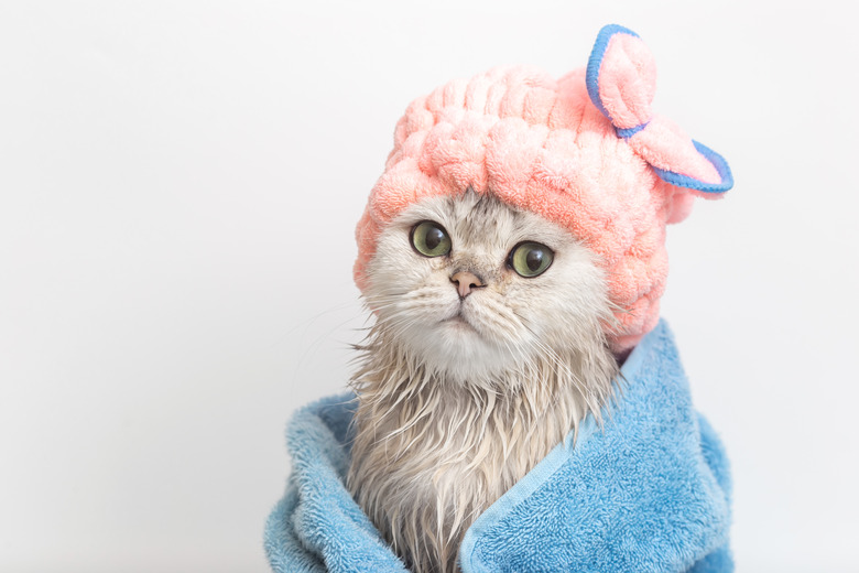 Cute wet white cute cat