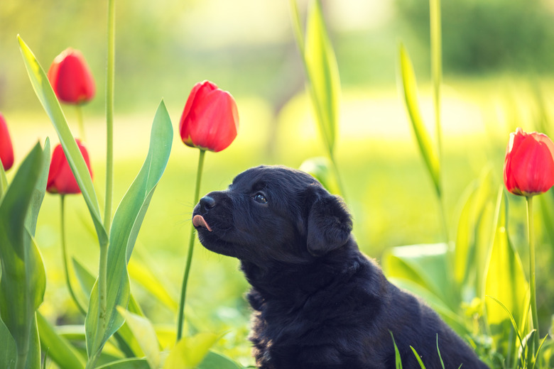 Labrador retriever puppy wearing dandelion wreath