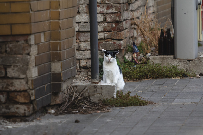 Selective blur on an Angry stray black and white cat