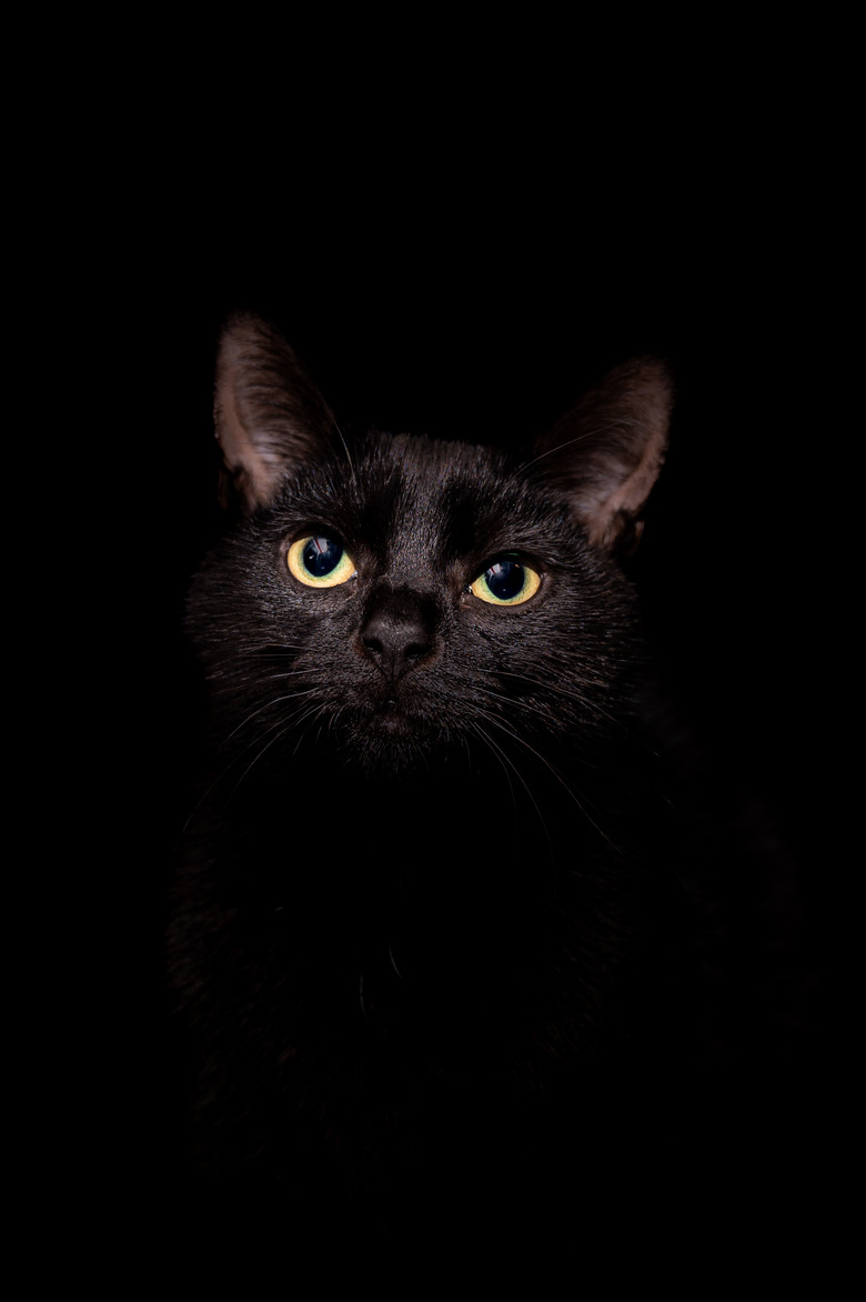 Portrait of a black kitten