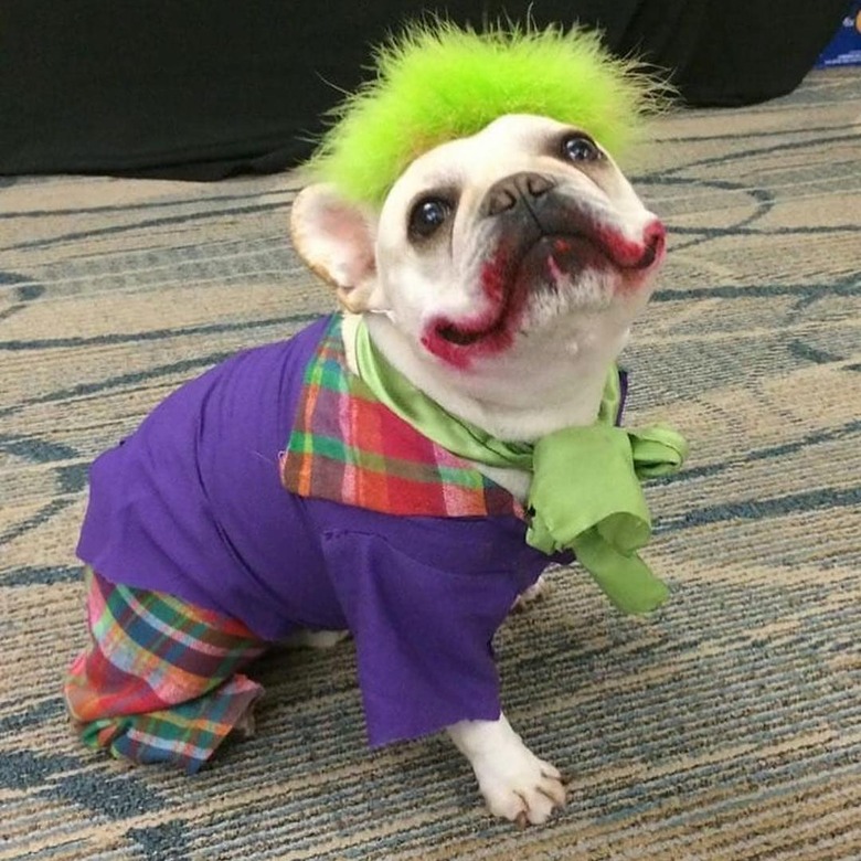 134 comic book character names for dogs