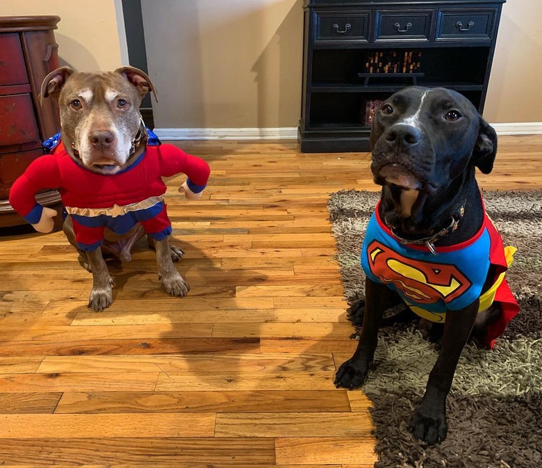 134 comic book character names for dogs