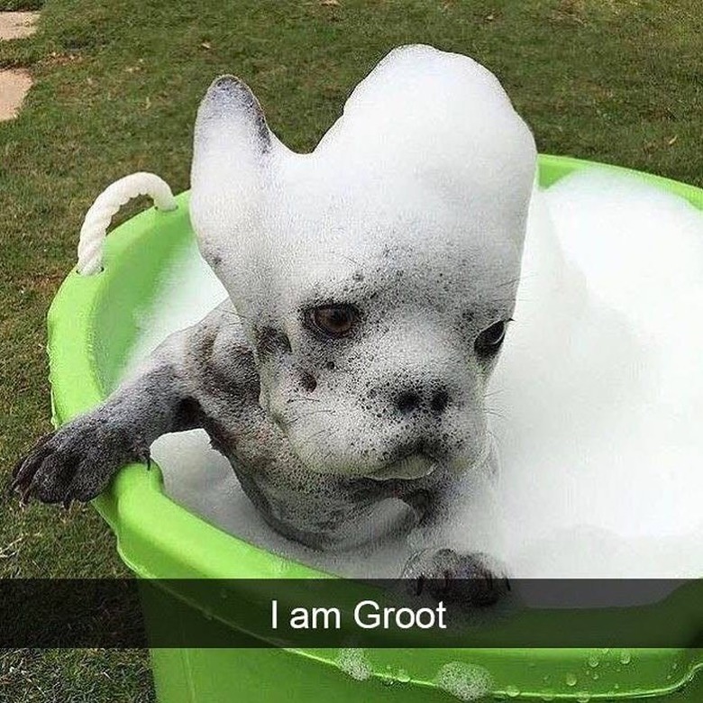 134 comic book character names for dogs