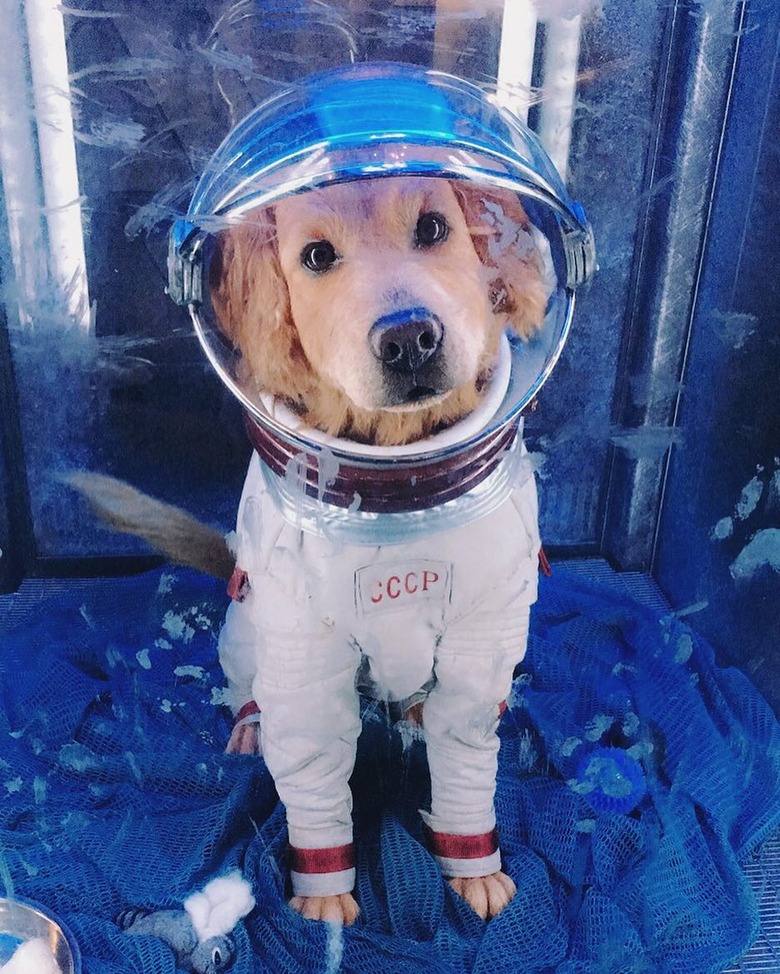 134 comic book character names for dogs