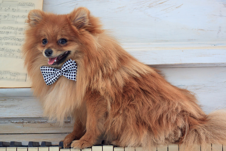 Beautiful pomeranian puppy sits on a old pianoforte.