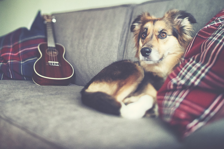 Sweet fluffy Border Collie Mix relax on the couch