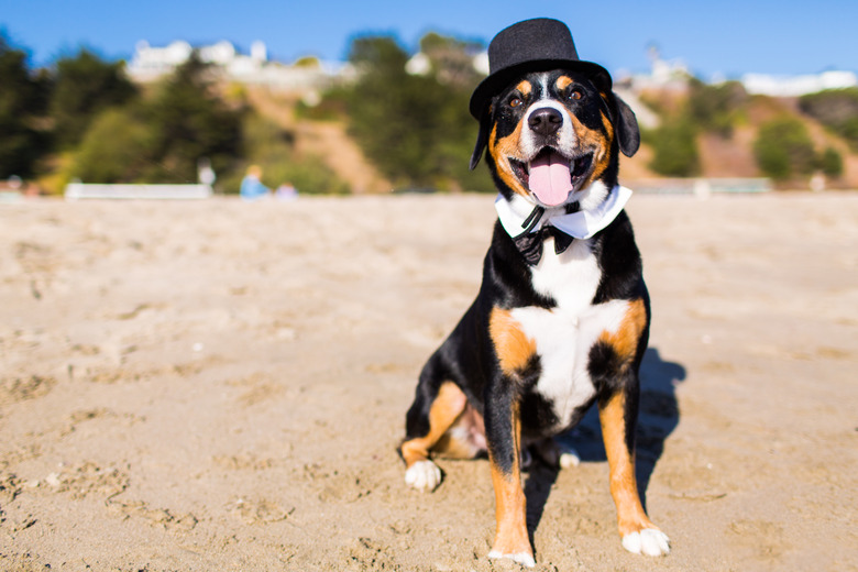 Dog wearing tuxedo costume on beach