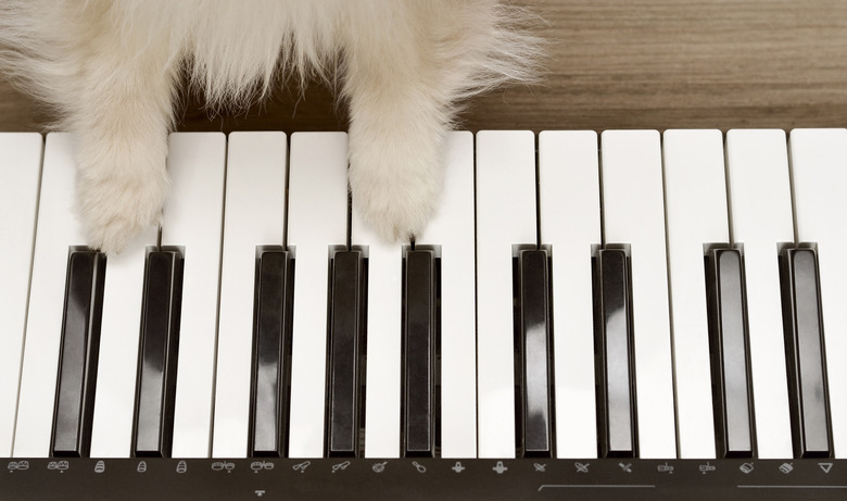 Dog playing the piano