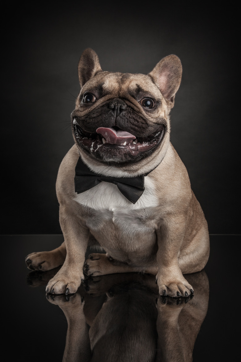Studio photo of french bulldog over black background
