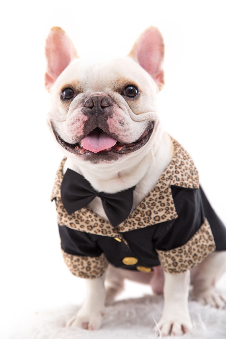 French bulldog in tuxedo
