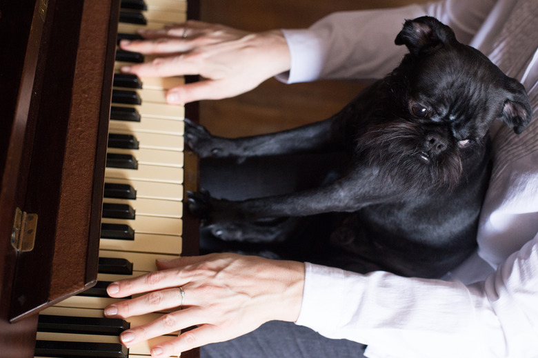 Belgian Griffon plays the piano.