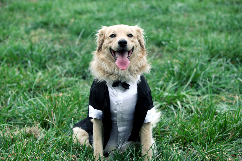 happy groom dog