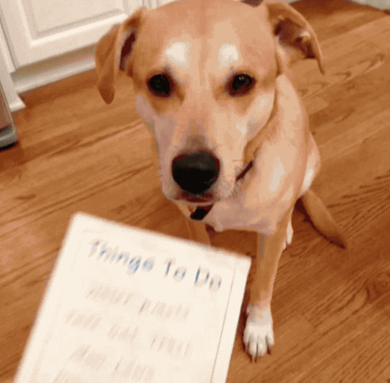 dog doing chore