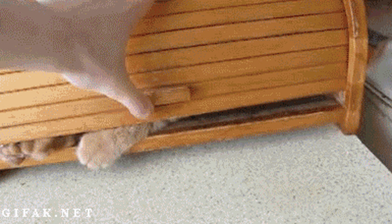 cat trying to sleep