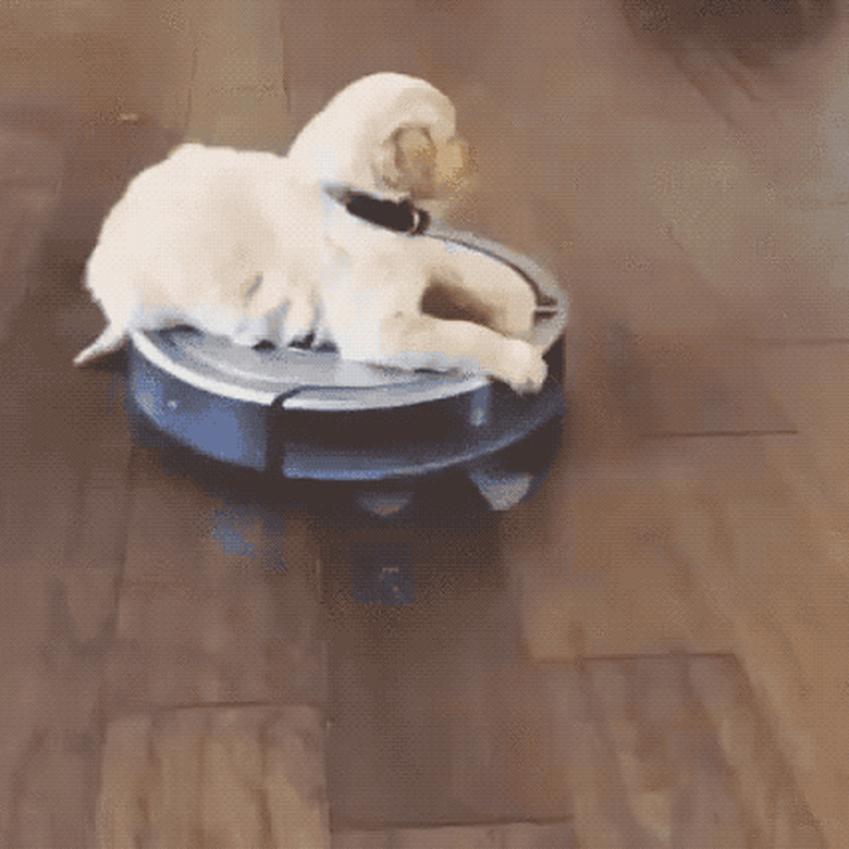 dog on roomba
